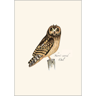 Sibley Owl Assortment image 4