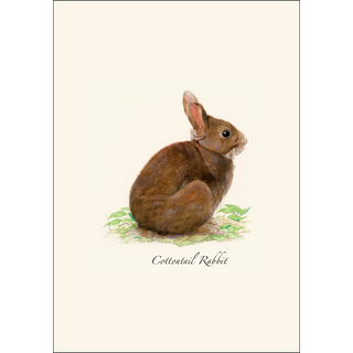 Cottontail Rabbit image 1