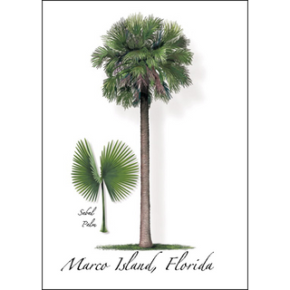 Sabal Palm image 0