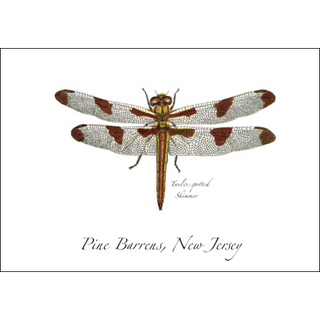 Twelve-spotted Skimmer image 0