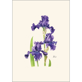 Iris Assortment image 1