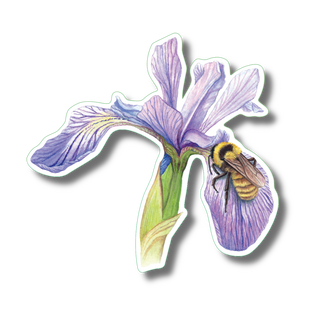 Bumblebee on Iris image 0