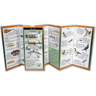 Wildlife of the Chesapeake Bay image 1