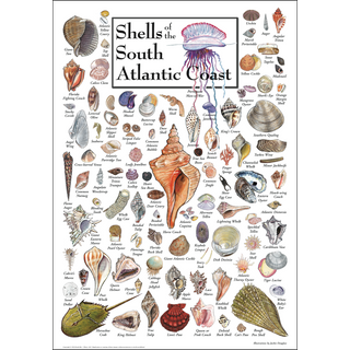 Shells of the South Atlantic Coast - Poster image 0