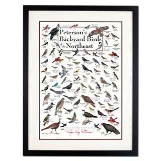 Peterson's Backyard Birds of the Northeast - Poster - Double matted black frame image