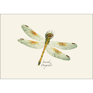 Dragonfly & Damselfly Assortment II image 1