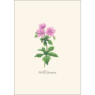 Meadow Wildflower Assortment image 4