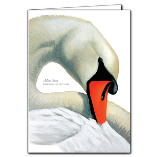 Sibley's Mute Swan image 0
