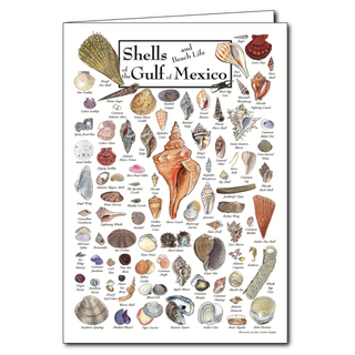 Shells of the Gulf of Mexico - Poster Card image 0