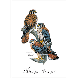 American Kestrels image 0