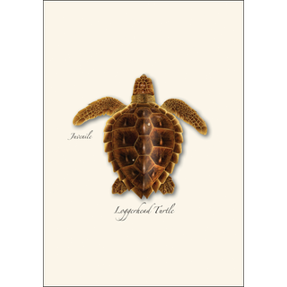 Sea Turtle Juveniles Assortment image 2
