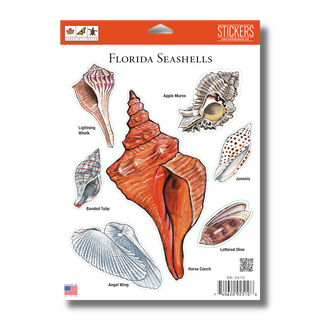 Florida Seashells -NEW- image 1