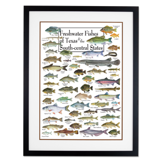 Freshwater Fishes of Texas & South-central States - Poster - Double matted black frame image