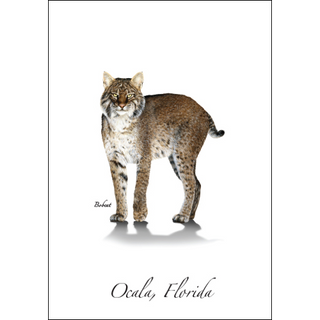 Bobcat image 0