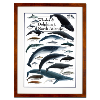 Whales & Dolphins of the North Atlantic - Poster - Double matted honey frame image