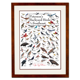 Peterson's Backyard Birds of the Southeast - Poster - Double matted honey frame image