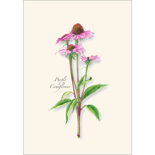 Garden Favorites Assortment image 4