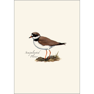 Shorebird Assortment image 3
