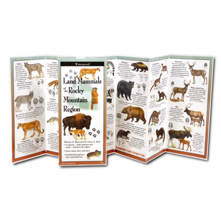 Land Mammals of the Rocky Mountain Region image 1