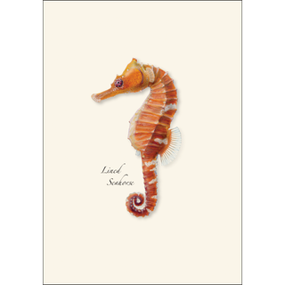 Seahorse image 1