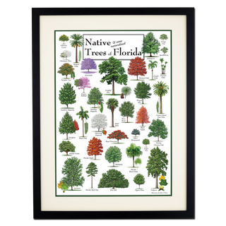 Native Trees of Florida - Poster - Double matted black frame image