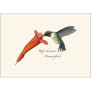 Ruby-throated Hummingbird &amp; Flower image 1
