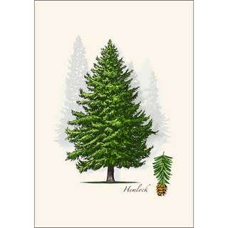 Hemlock image 1