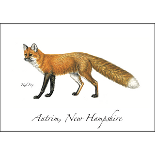 Red Fox image 0