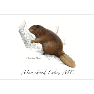 American Beaver image 0
