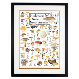 Mushrooms of Western North America - Poster - Double matted black frame image