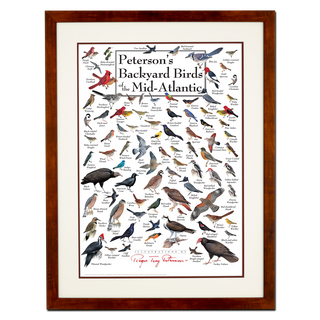 Peterson's Backyard Birds of the Mid-Atlantic - Poster - Double matted honey frame image
