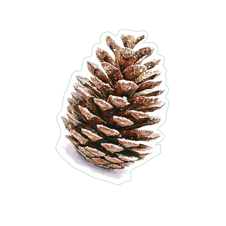 Pine Cone image 1