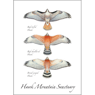 Hawk Trio from Below image 0