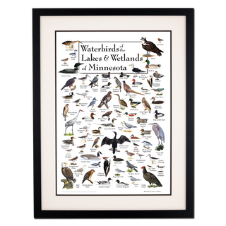 Waterbirds of the Lakes & Wetlands of Minnesota - Poster - Double matted black frame image