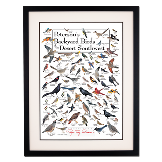 Peterson's Backyard Birds of the Desert Southwest - Poster - Double matted black frame image
