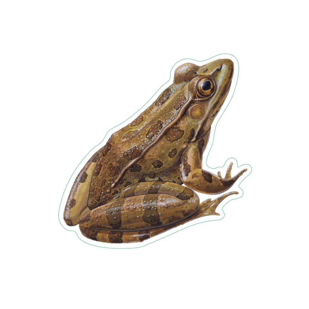 Stickers - Leopard Frog – Earth Sky + Water