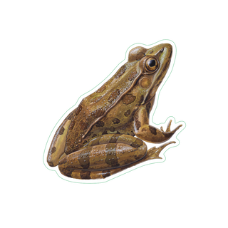 Leopard Frog image 1