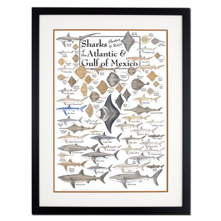 Sharks, Skates, and Rays of the Atlantic and Gulf of Mexico - Poster - Double matted black frame image