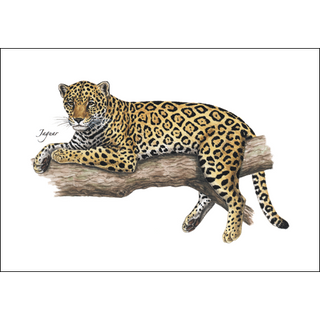 Jaguar<br>(namedrop unavailable) image 0