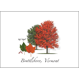 Red Maple image 0