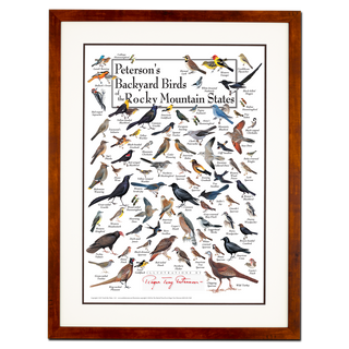 Peterson's Backyard Birds of the Rocky Mtn States - Poster - Double matted honey frame image