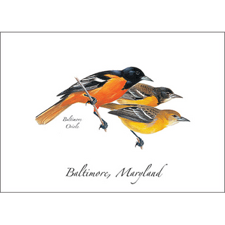 Baltimore Oriole image 0