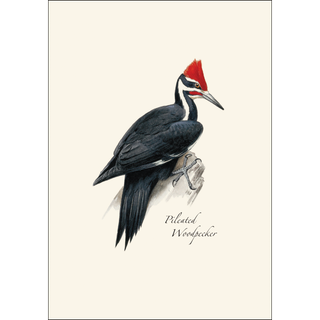 Peterson's Woodpecker Assortment image 2