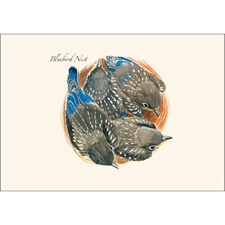 Bluebird Nest image 1
