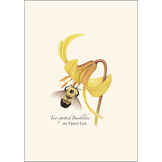 Bumblebee Assortment image 3