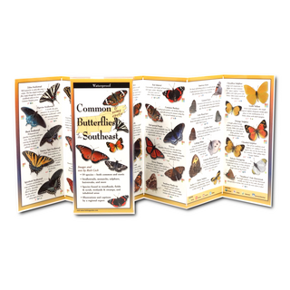 Common Butterflies of the Southeast image 1