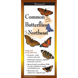 Common Butterflies of the Northeast image 0