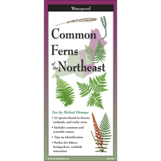 Common Ferns of the Northeast