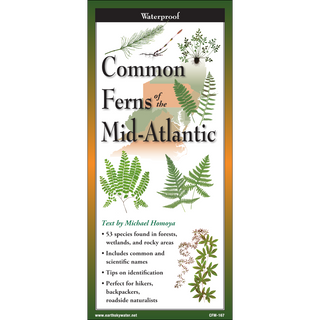 Common Ferns of the Mid-Atlantic