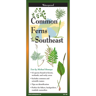 Common Ferns of the Southeast